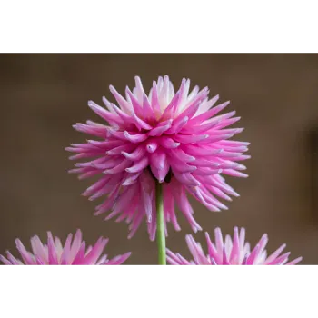 Pink Dahlia Plant